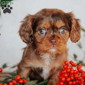 Tina, Cavalier King Charles Spaniel Puppy